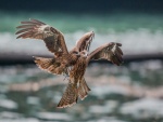 Pelea en vuelo entre dos halcones