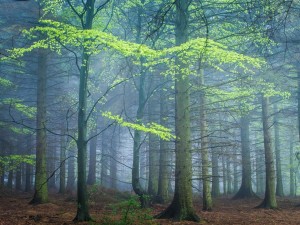 Postal: Comienzo de la primavera en un bosque con niebla