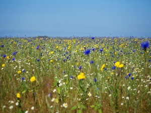 Un prado con bellas flores