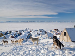 Perros en el pueblo de Ittoqqortoormiit (Groenlandia)