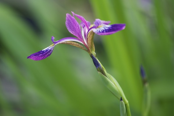 Un bello iris