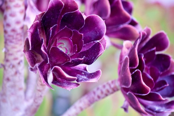 Flores púrpura con un tallo grueso