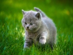 Un bello gatito gris caminando sobre la hierba