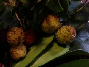 Frutos sobre hojas verdes