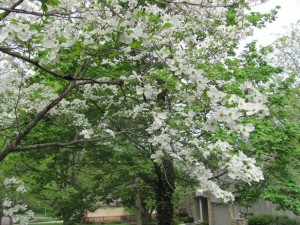 Postal: Flores blancas en un árbol