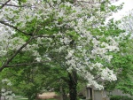 Flores blancas en un árbol