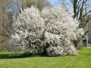 Árbol repleto de flores blancas