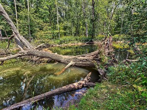 Postal: Árboles caídos sobre el cauce del río