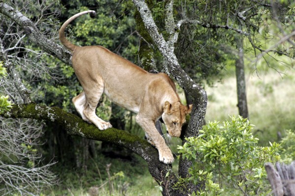 Una leona sobre las ramas de un árbol