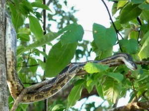 Una serpiente entre las ramas y hojas de un árbol