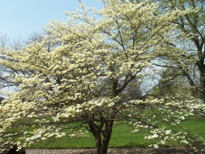 Postal: Flores blancas dando color a un árbol