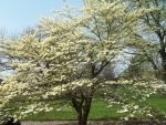 Flores blancas dando color a un árbol