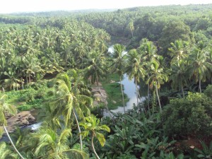 Un río entre palmeras