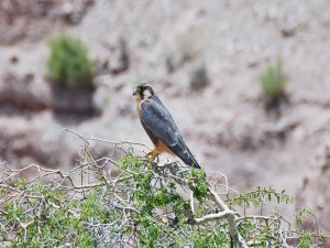 Halcón (Falco femoralis pichinchae)