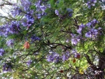 Árbol con flores de color lila