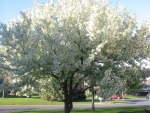 Un árbol con flores blancas iluminadas por el sol