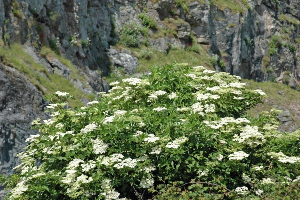 Gran planta con flores blancas