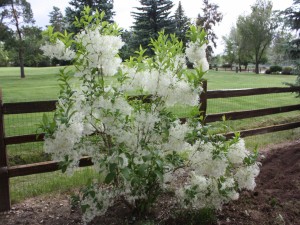 Postal: Bonita planta con flores blancas junto a una valla de madera