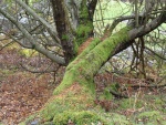 Un gran árbol cubierto de musgo