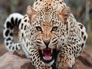 Postal: Leopardo rugiendo