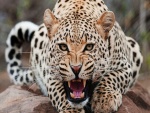 Leopardo rugiendo