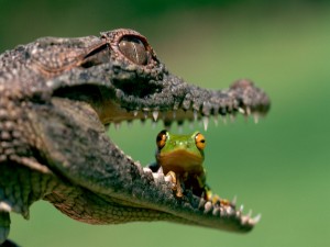 Un cocodrilo con una rana en la boca