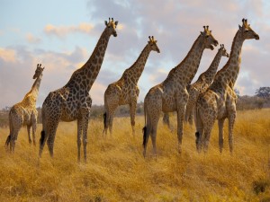 Postal: Manada de jirafas en África