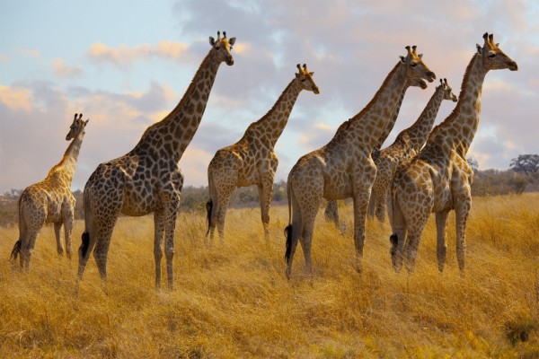 Manada de jirafas en África