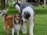 Dos hermosos perros cultivando la amistad