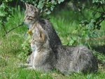 Dos gatos monteses descansando sobre la hierba