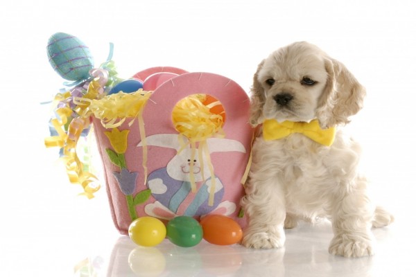 Perro blanco junto a un caja con sorpresas para Pascua