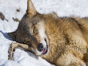 Un lobo dormido sobre la nieve