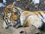 Un tigre de Amur descansando sobre un tronco