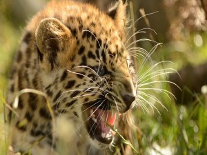 Postal: Un pequeño leopardo muy enojado