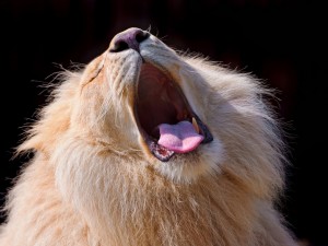 Un gran león bostezando
