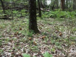 Colmenillas en el suelo del bosque