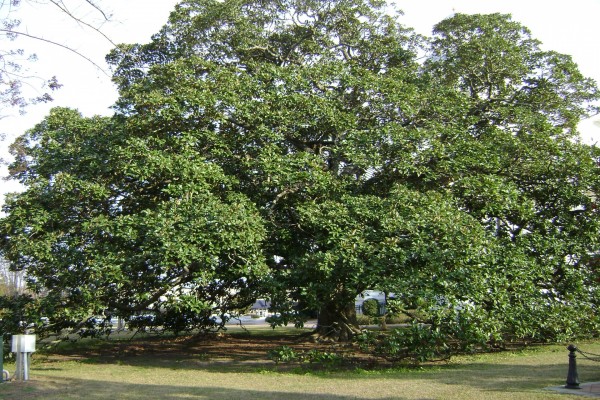 Un hermoso y frondoso árbol