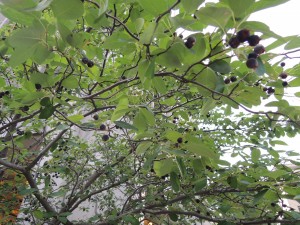 Árbol con pequeños frutos