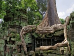 Un árbol gigante sobre el templo Ta Prohm