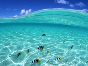 Postal: Peces bajo las cristalinas aguas del mar