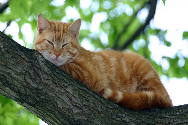 Un gato adormilado en el árbol