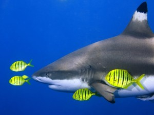 Peces amarillos nadando junto a un tiburón