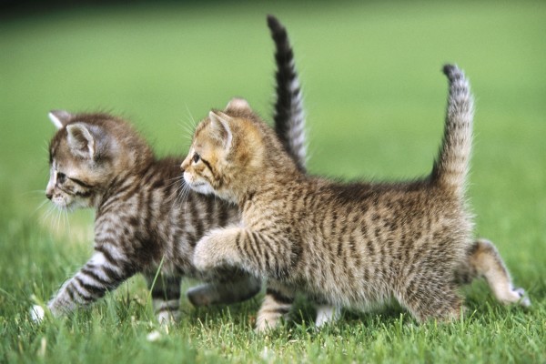 Dos gatitos caminando juntos