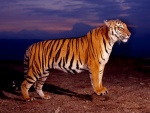 Un bello tigre de Bengala