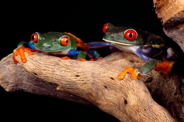 Dos ranas de colores sobre un tronco