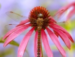 Libélula sobre una flor con pétalos rosas