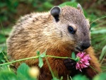 Marmota oliendo una flor