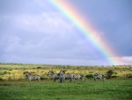 Cebras y un gran arco iris en Kenya