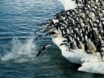 Pingüinos al agua
