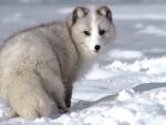 Un zorro ártico sobre la nieve